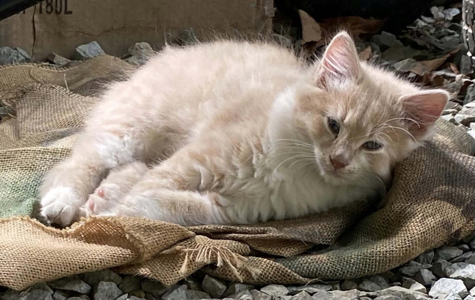 Enlarge Blinked, a Adoptable Domestic Long Hair in Roxboro, NC image 1/1