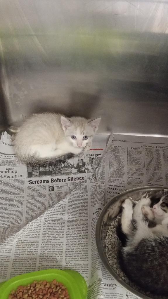 CHARM, Adopted, Young Male Domestic Short Hair.