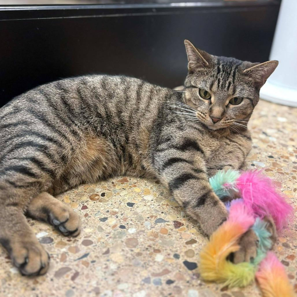 Enlarge Mahi, a Adoptable Domestic Short Hair in Plainfield, IL image 2/4