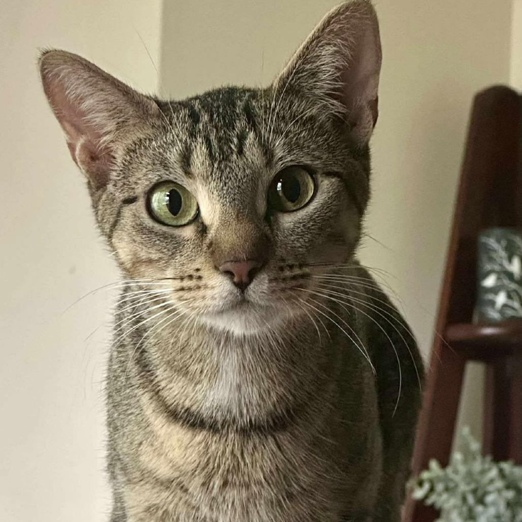 Enlarge Mahi, a Adoptable Domestic Short Hair in Plainfield, IL image 3/4