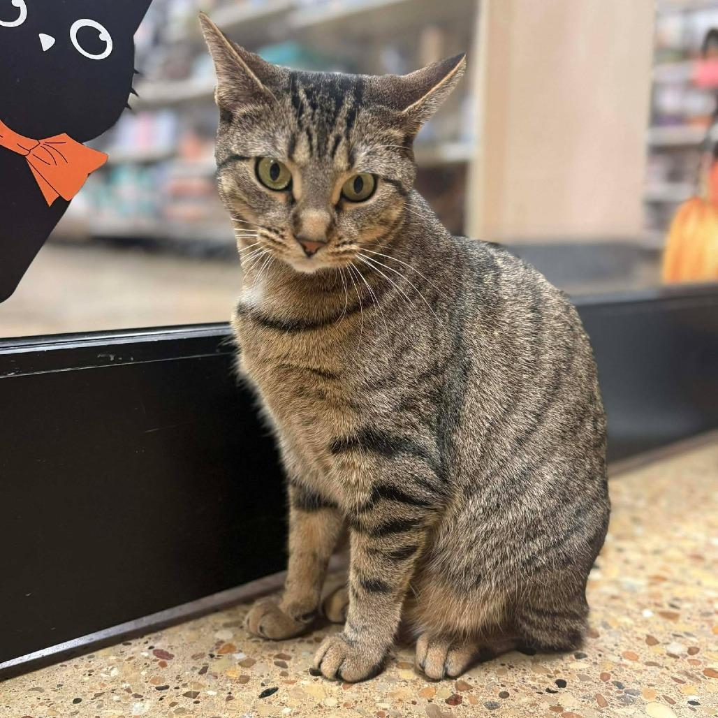 Enlarge Mahi, a Adoptable Domestic Short Hair in Plainfield, IL image 4/4