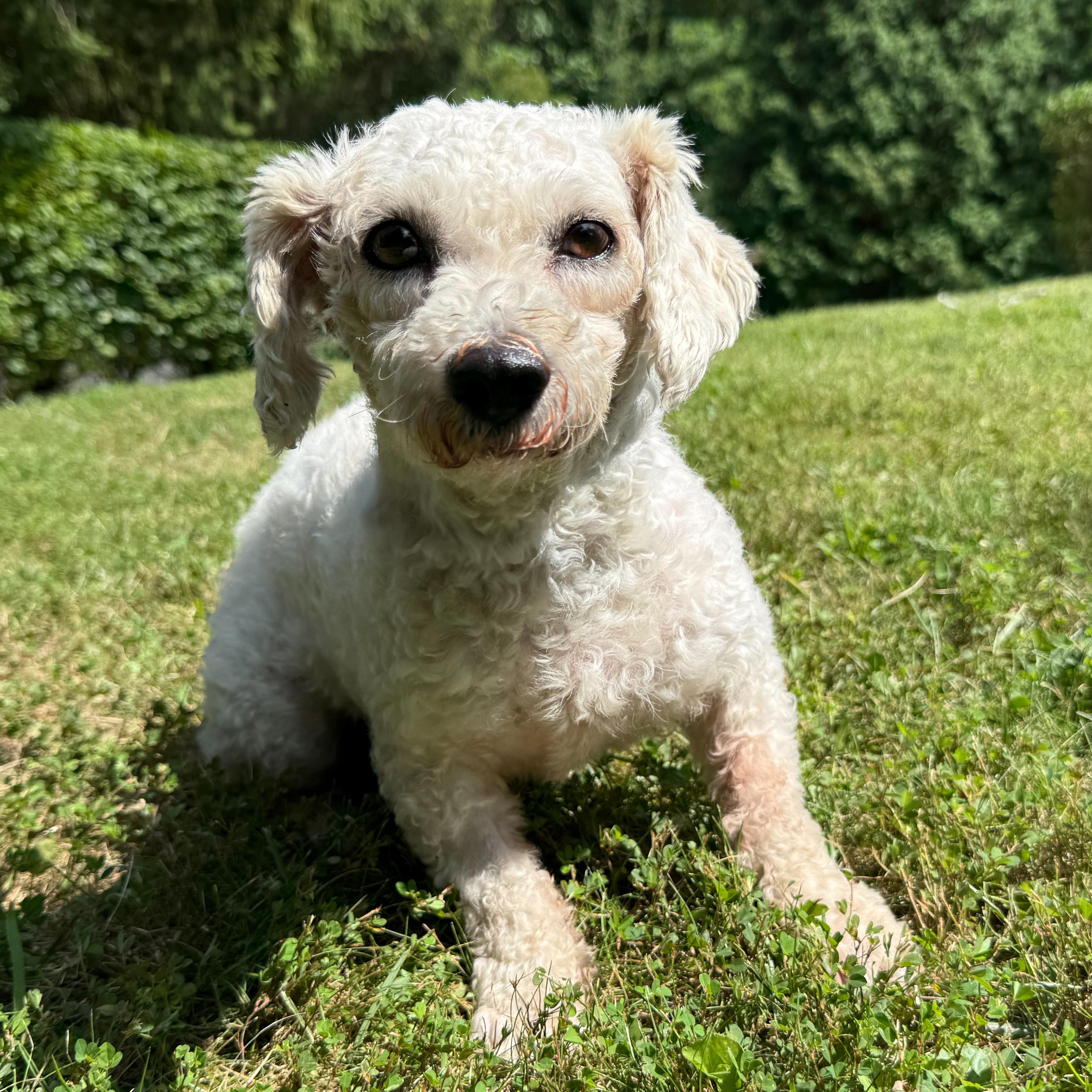 Enlarge Lucille, a Adoptable mixed breed in Latrobe, PA image 1/5
