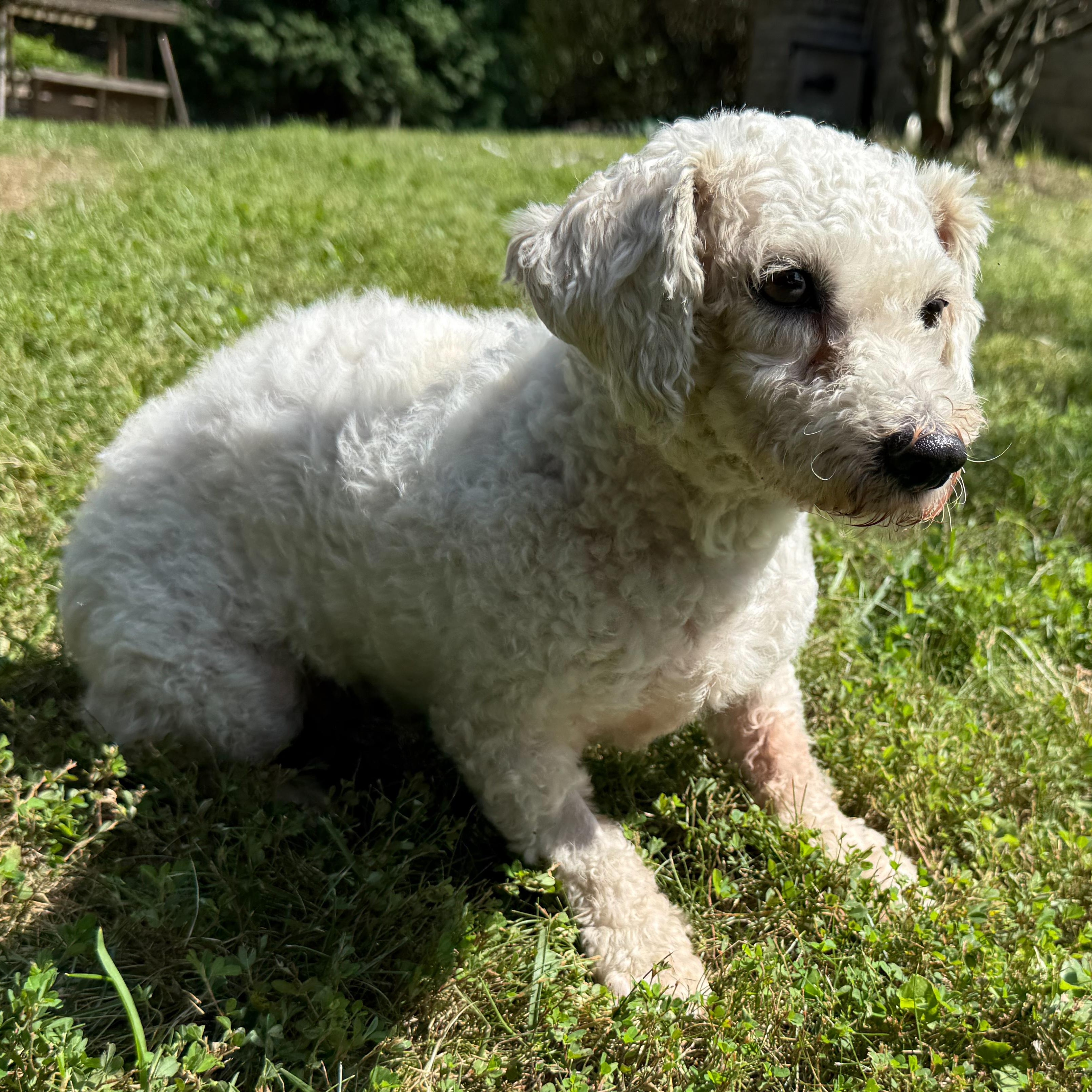 Enlarge Lucille, a Adoptable mixed breed in Latrobe, PA image 2/5