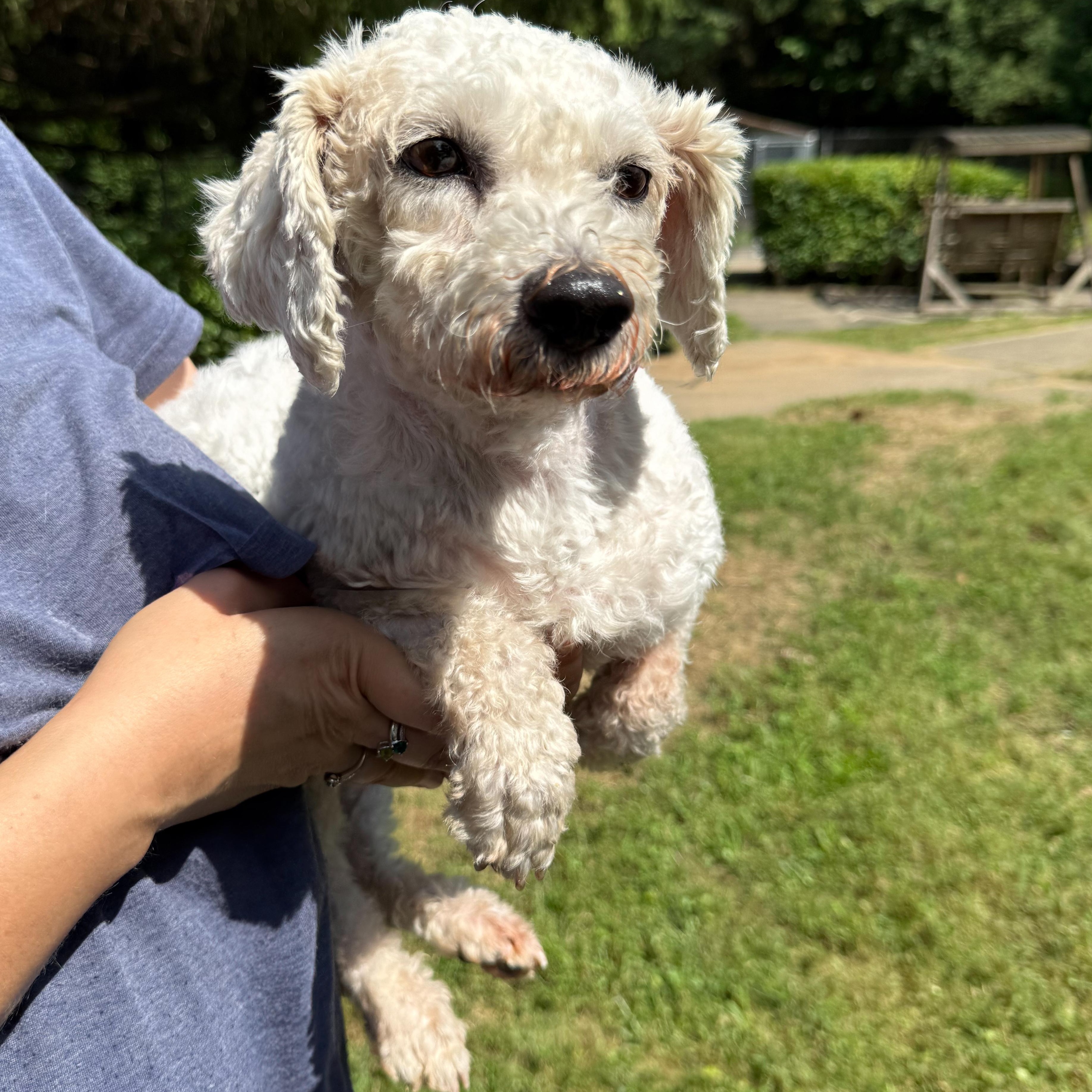 Enlarge Lucille, a Adoptable mixed breed in Latrobe, PA image 4/5