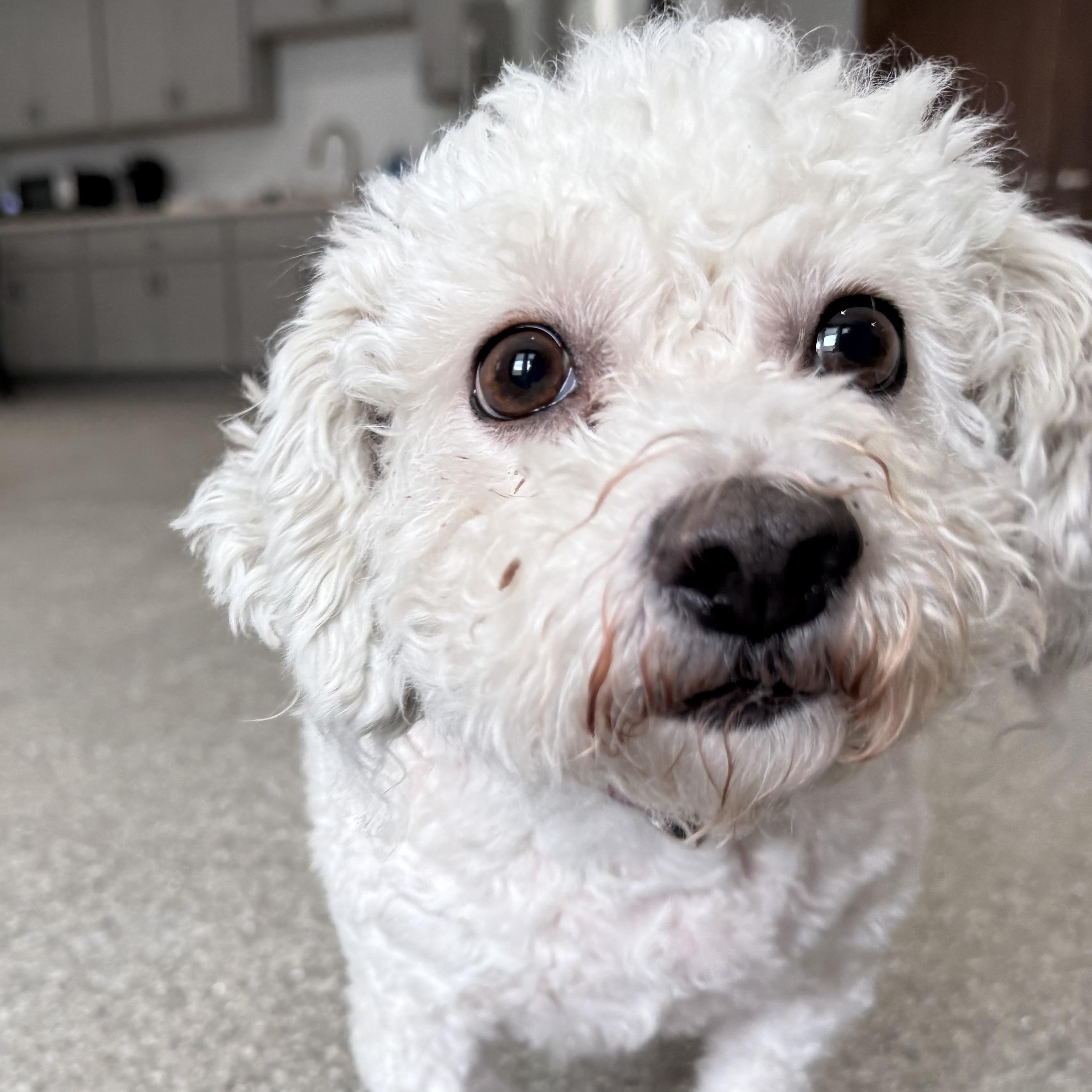 Enlarge Lucille, a Adoptable mixed breed in Latrobe, PA image 5/5