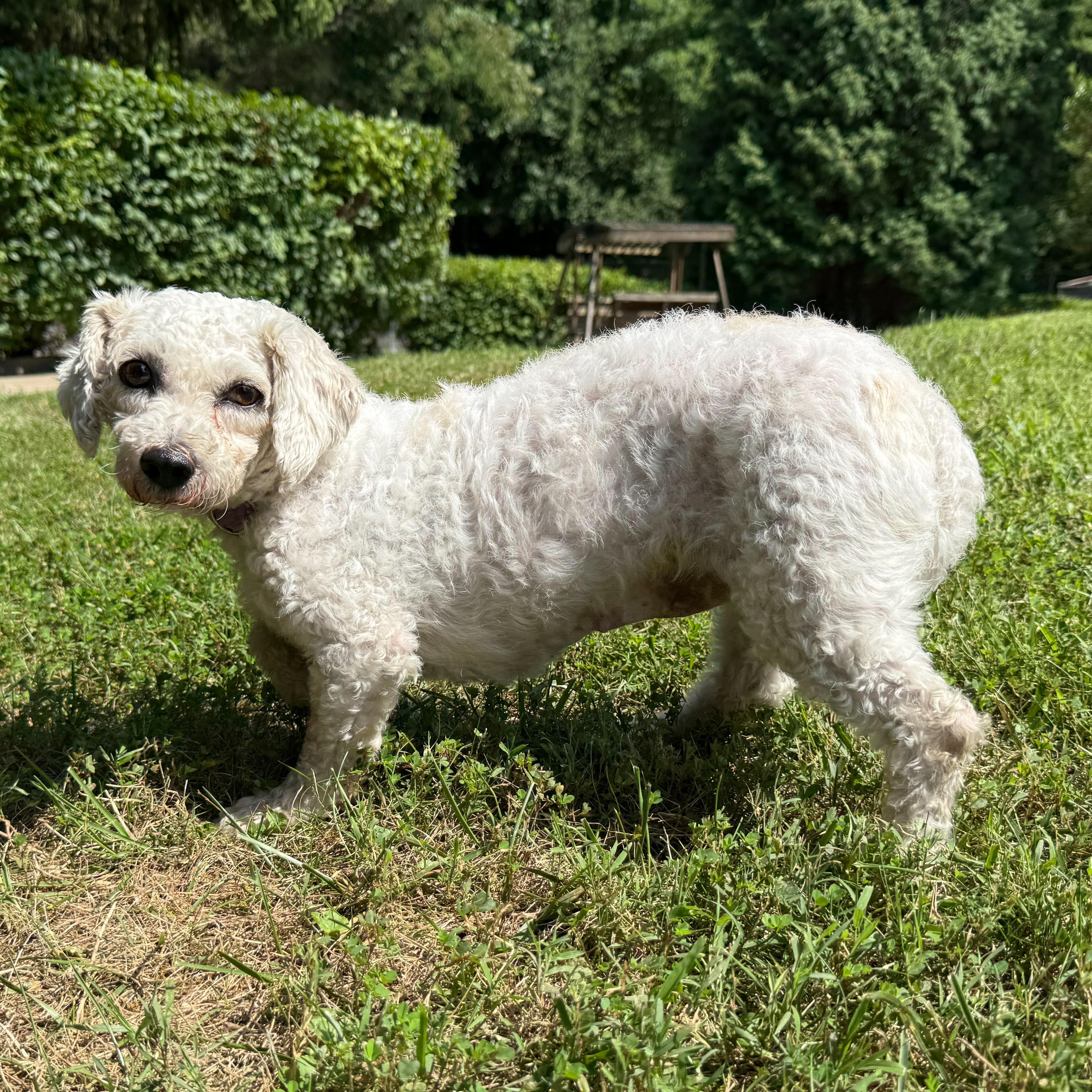 Enlarge Lucille, a Adoptable mixed breed in Latrobe, PA image 3/5