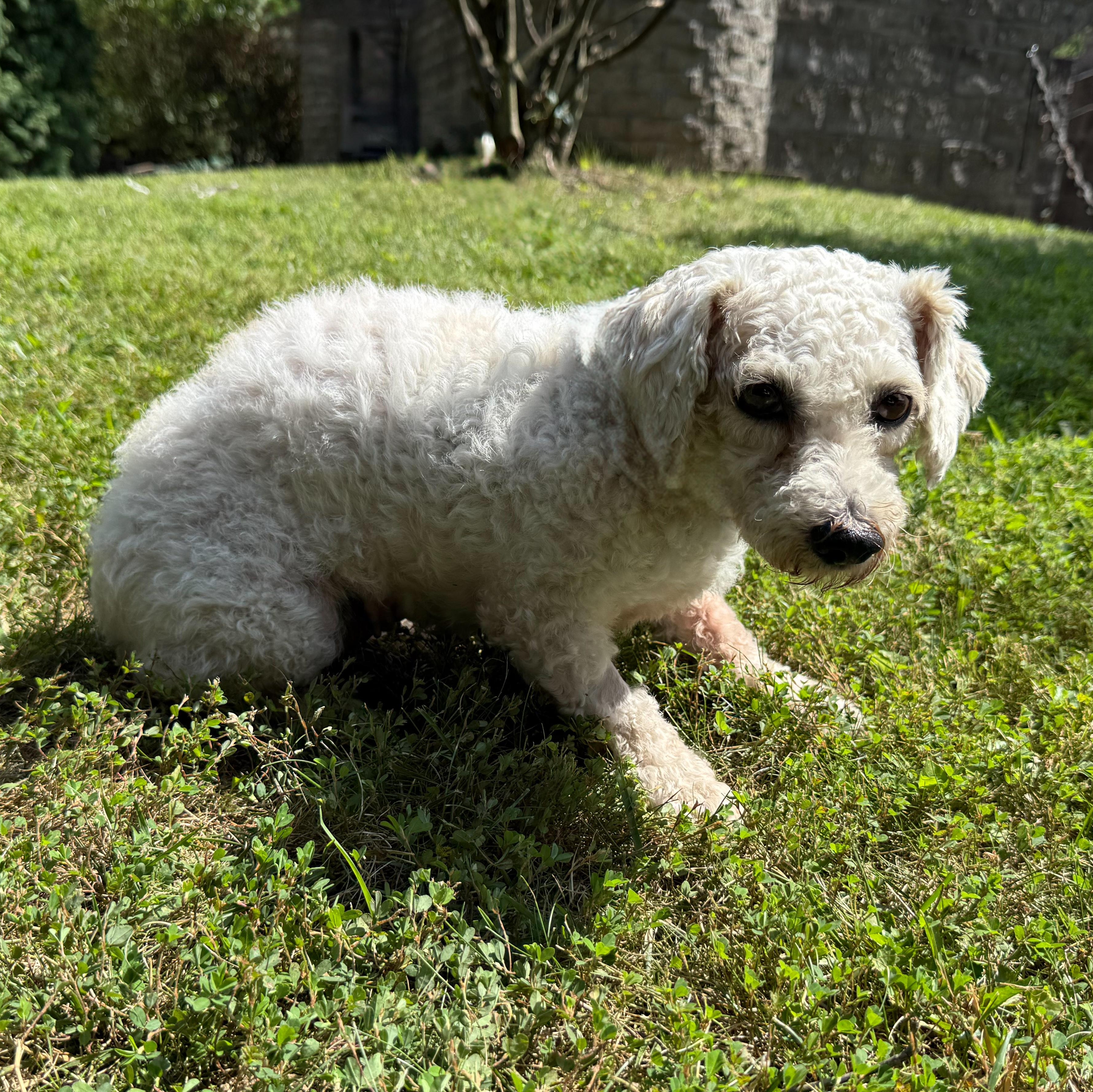 Enlarge Lucille, a Adoptable mixed breed in Latrobe, PA image 5/5