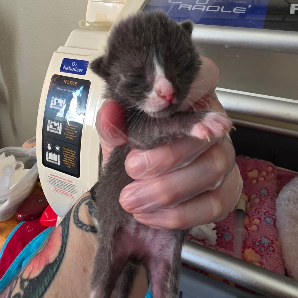 Stuart, Adoptable, Kitten Male Domestic Short Hair.