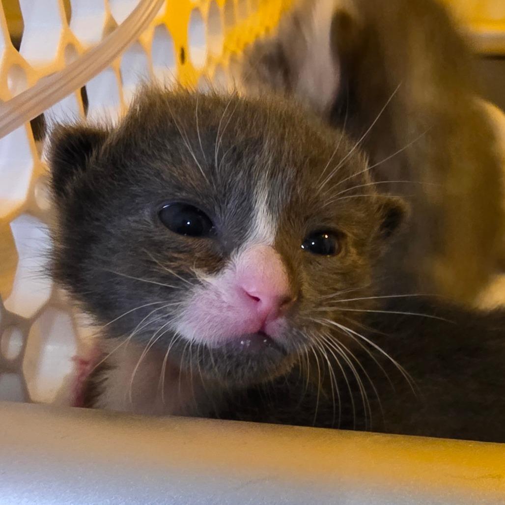 Enlarge Stuart, a Adoptable Domestic Short Hair in Escondido, CA image 2/6