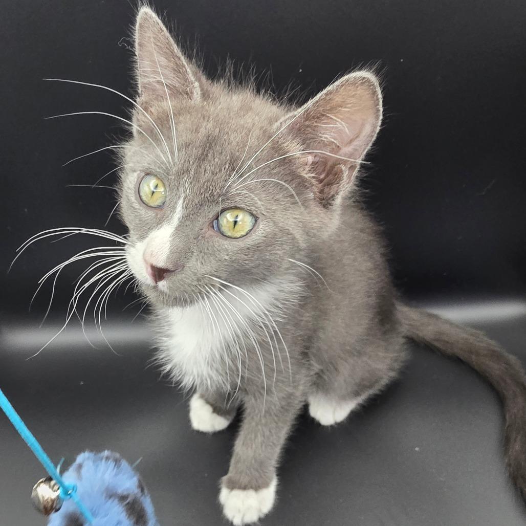 Enlarge Stuart, a Adoptable Domestic Short Hair in Escondido, CA image 4/6