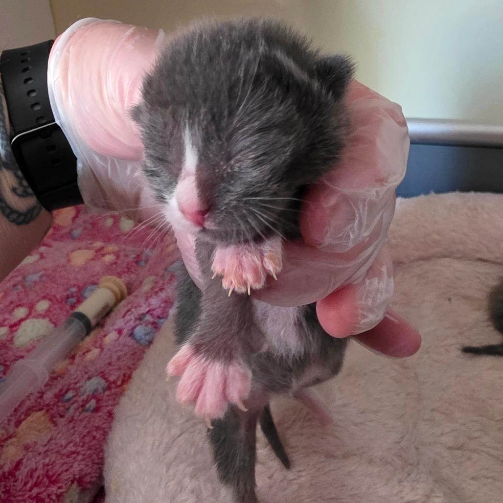 Enlarge Stuart, a Adoptable Domestic Short Hair in Escondido, CA image 5/6