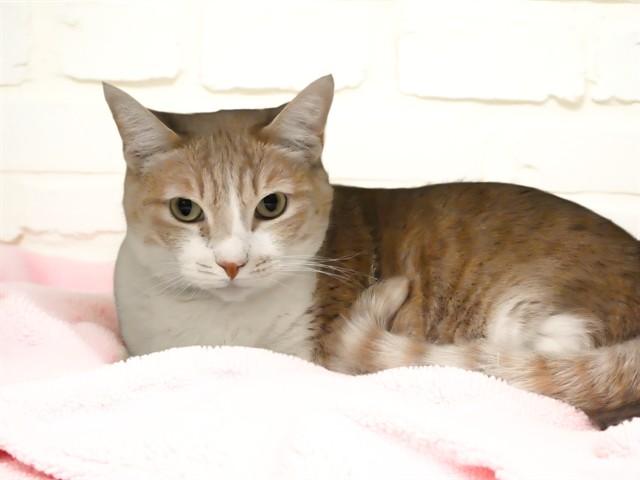 FEATHER, Adoptable, Adult Female Domestic Short Hair.