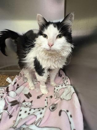 Macho Man, Adoptable, Adult Male Domestic Long Hair & Domestic Short Hair.