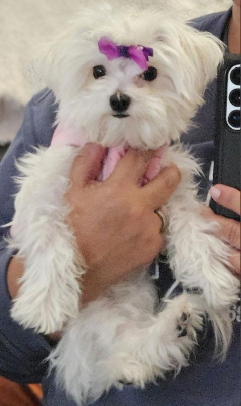 Enlarge Pennie, a Adopted Maltese in San Clemente, CA image 1/3
