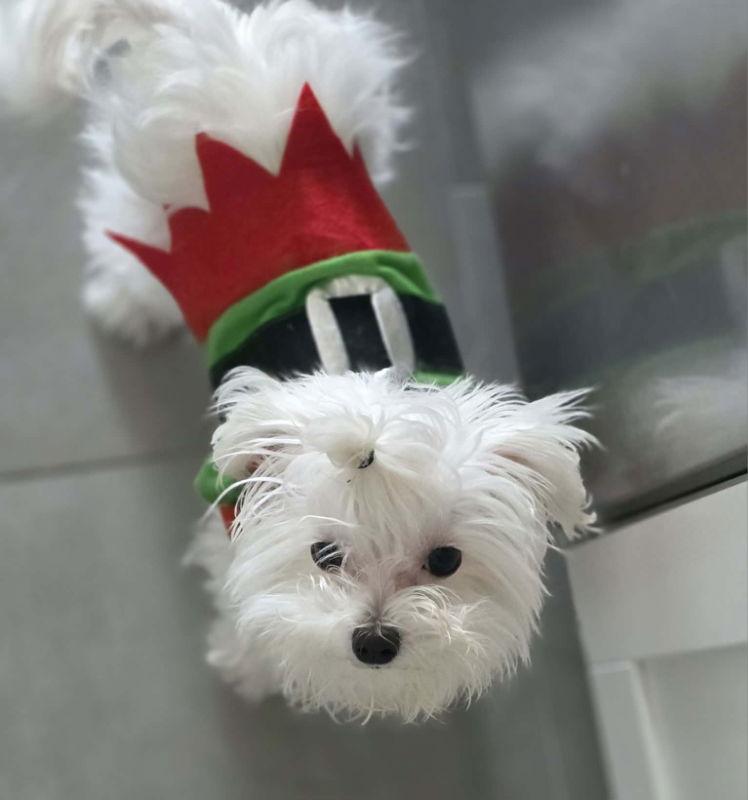 Enlarge Pennie, a Adopted Maltese in San Clemente, CA image 2/3