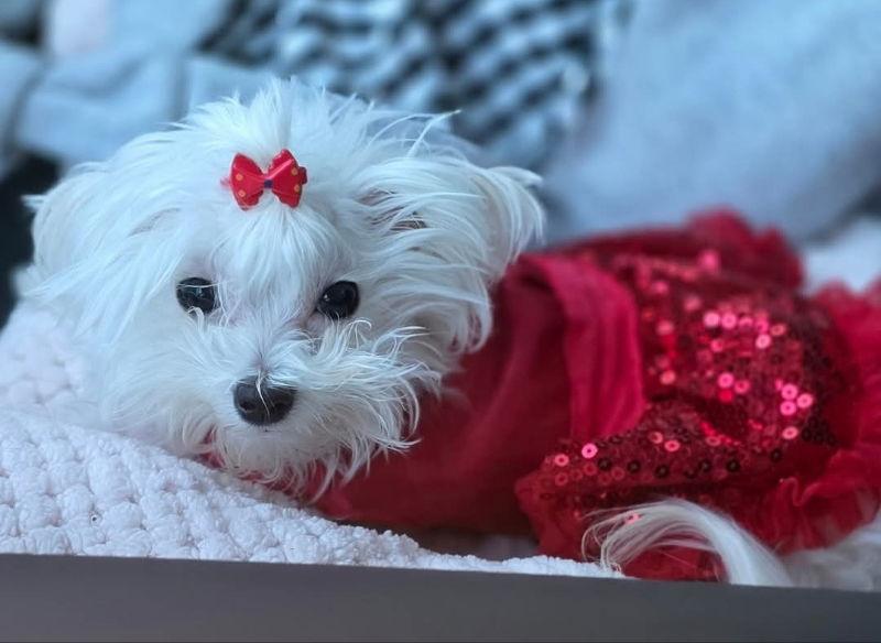 Enlarge Pennie, a Adopted Maltese in San Clemente, CA image 3/3