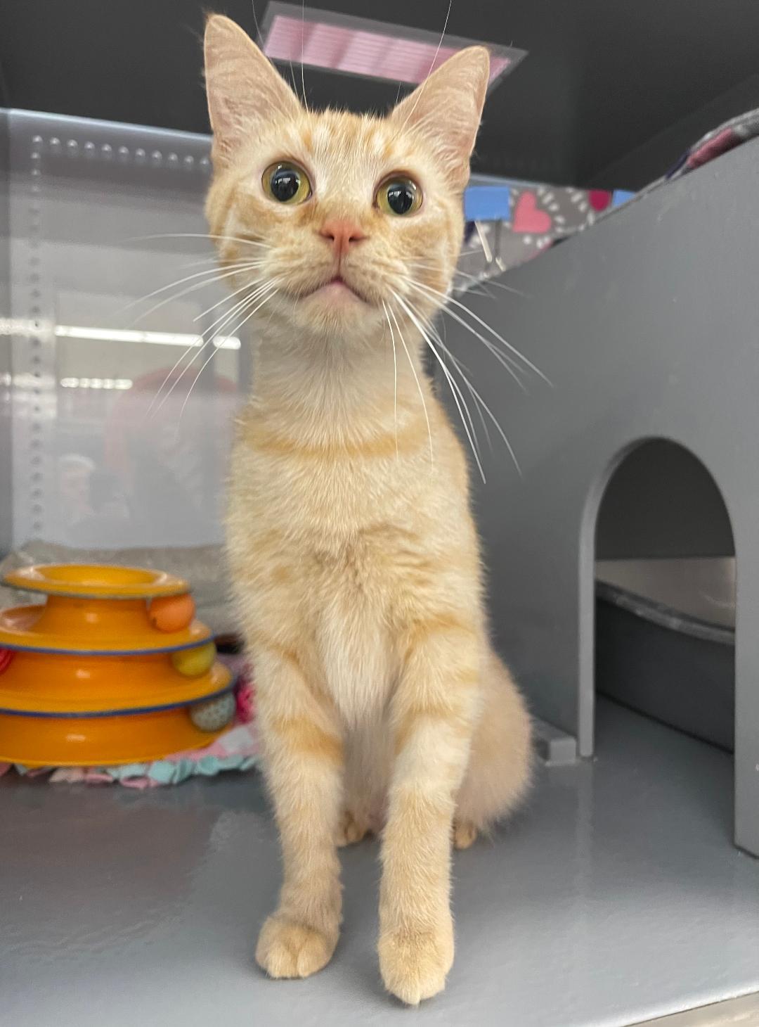 Enlarge Brandy, a ADOPTABLE mixed breed in Buffalo, NY image 1/1