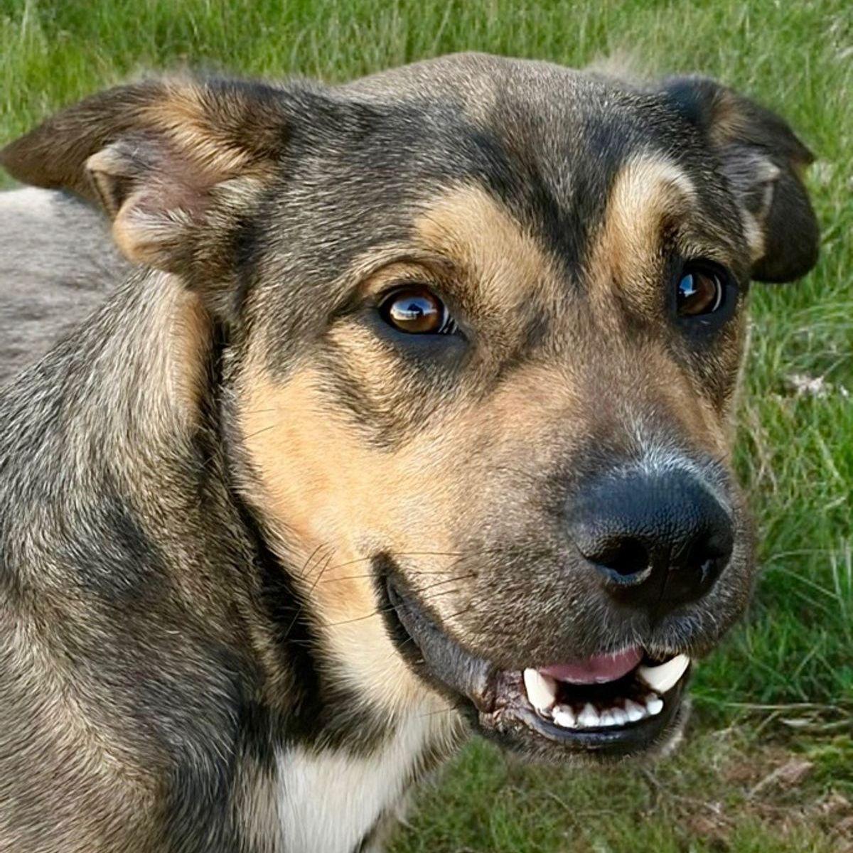 Ozzy, a Adoptable Shepherd in Kingman, AZ image 1/3
