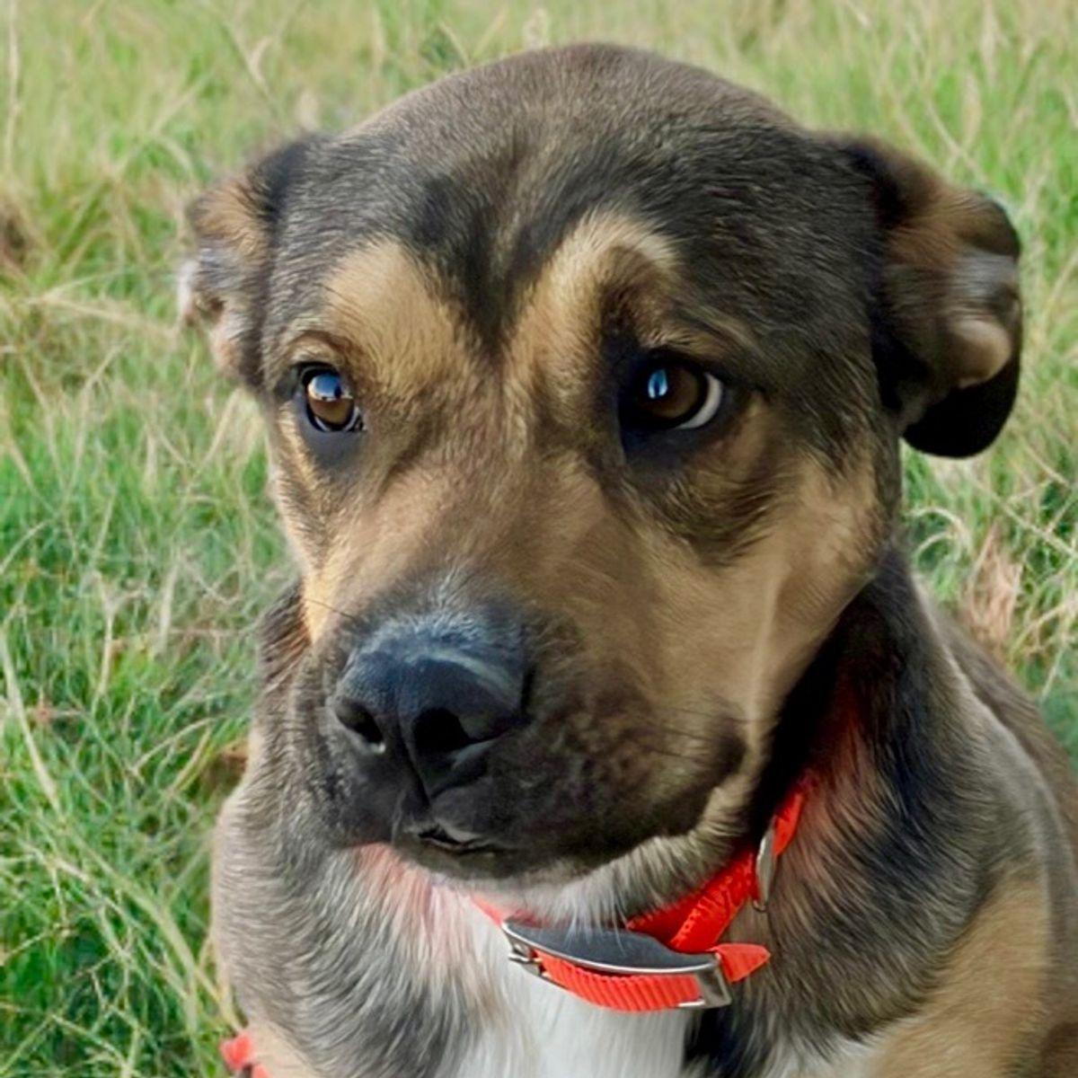 Ozzy, a Adoptable Shepherd in Kingman, AZ image 2/3