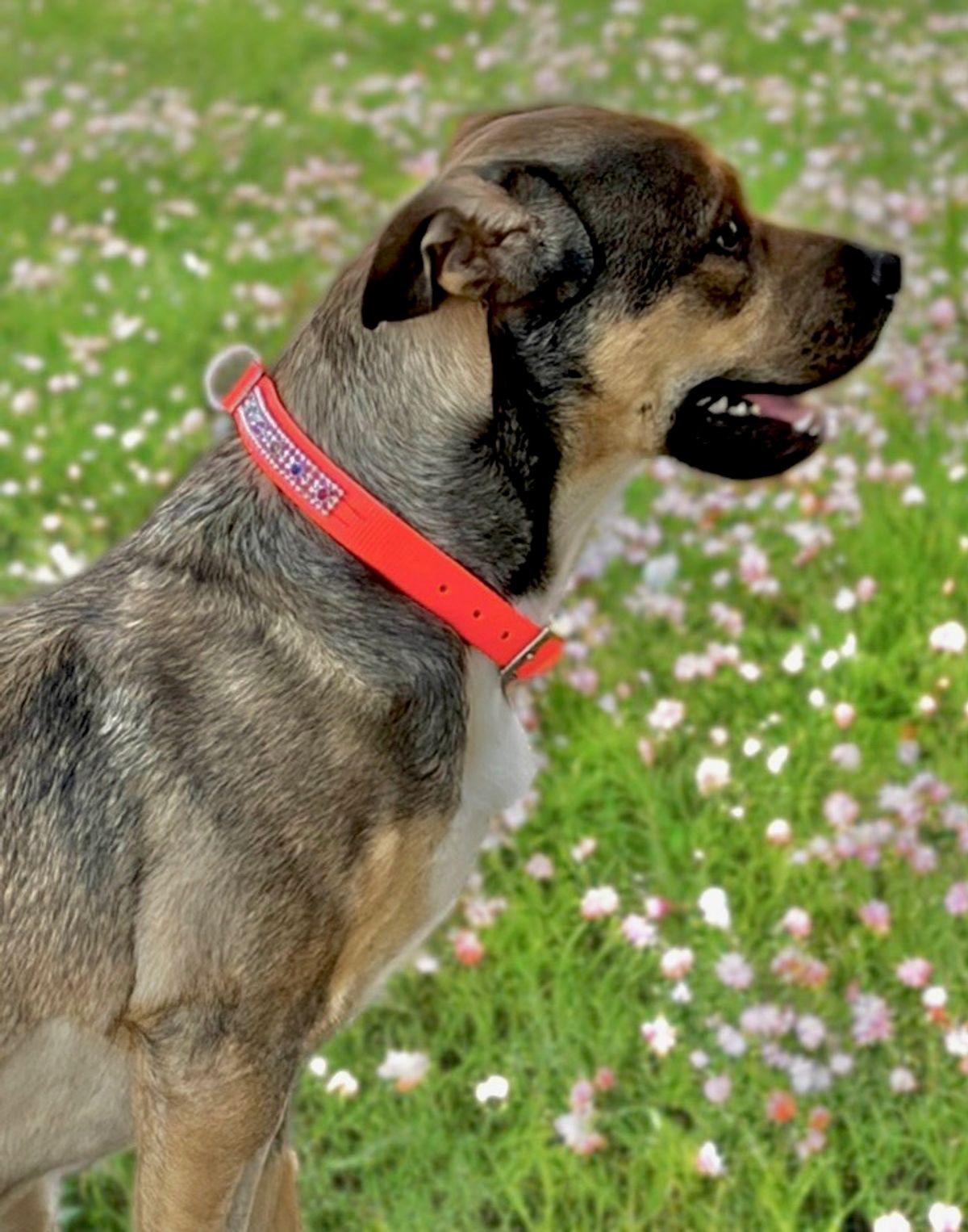 Ozzy, a Adoptable Shepherd in Kingman, AZ image 3/3