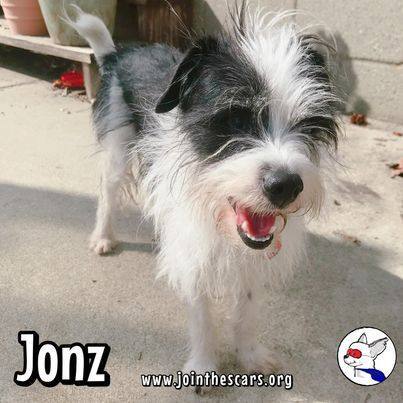 Enlarge Jonz, a Adoptable mixed breed in Glendora, CA image 2/6