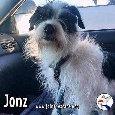 Enlarge Jonz, a Adoptable mixed breed in Glendora, CA image 3/6