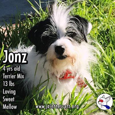 Enlarge Jonz, a Adoptable mixed breed in Glendora, CA image 4/6