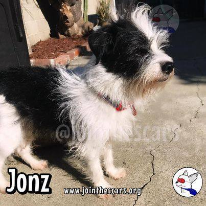 Enlarge Jonz, a Adoptable mixed breed in Glendora, CA image 5/6