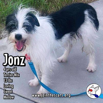 Enlarge Jonz, a Adoptable mixed breed in Glendora, CA image 1/6