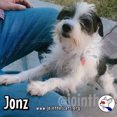 Enlarge Jonz, a Adoptable mixed breed in Glendora, CA image 6/6