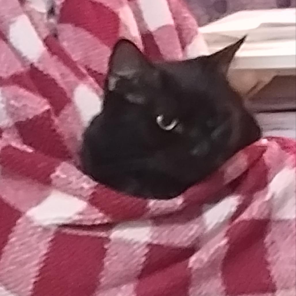 Enlarge Precious Hudson, a Adoptable Domestic Short Hair in Fayetteville, GA image 1/3