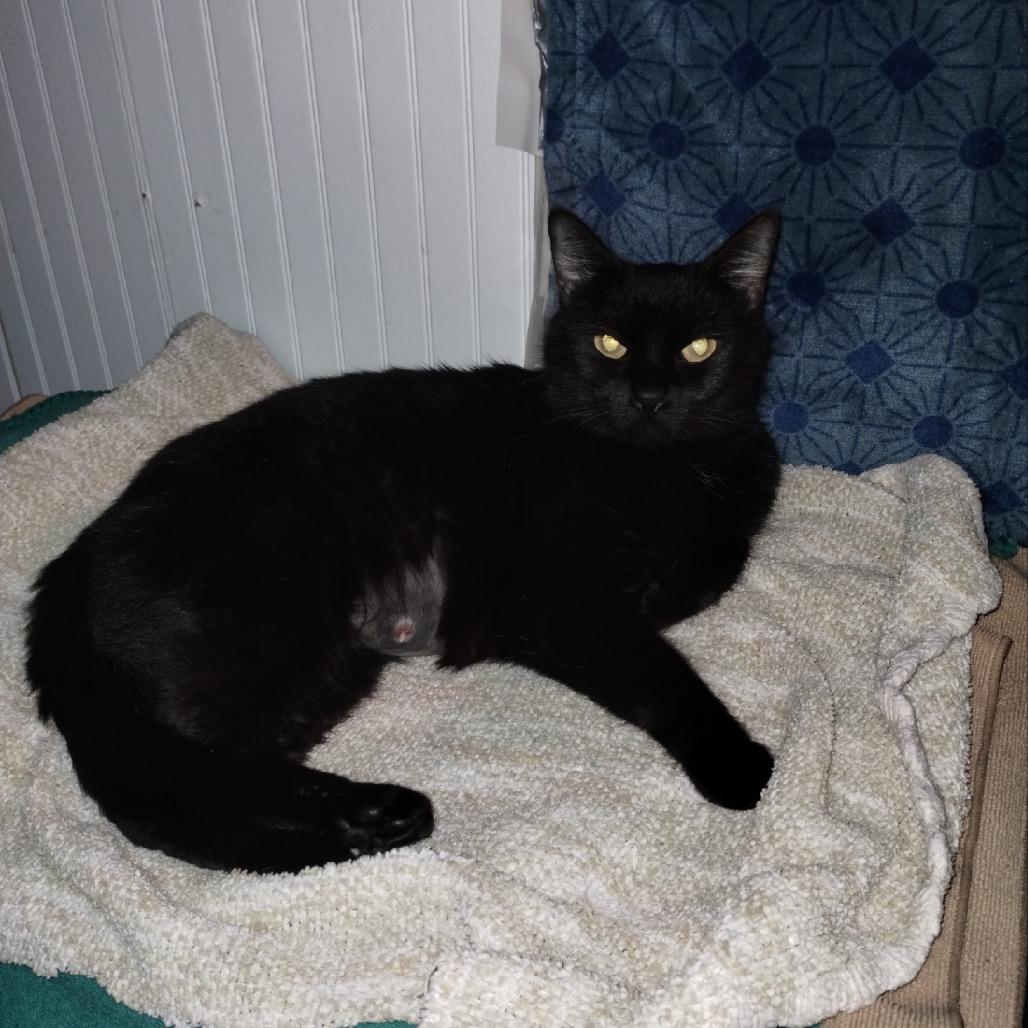 Enlarge Precious Hudson, a Adoptable Domestic Short Hair in Fayetteville, GA image 2/3