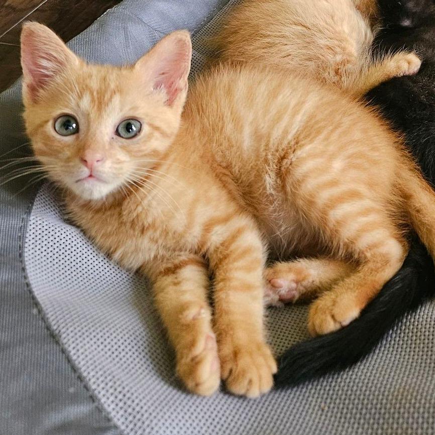 Salsa, ADOPTABLE, Kitten Male Domestic Short Hair.