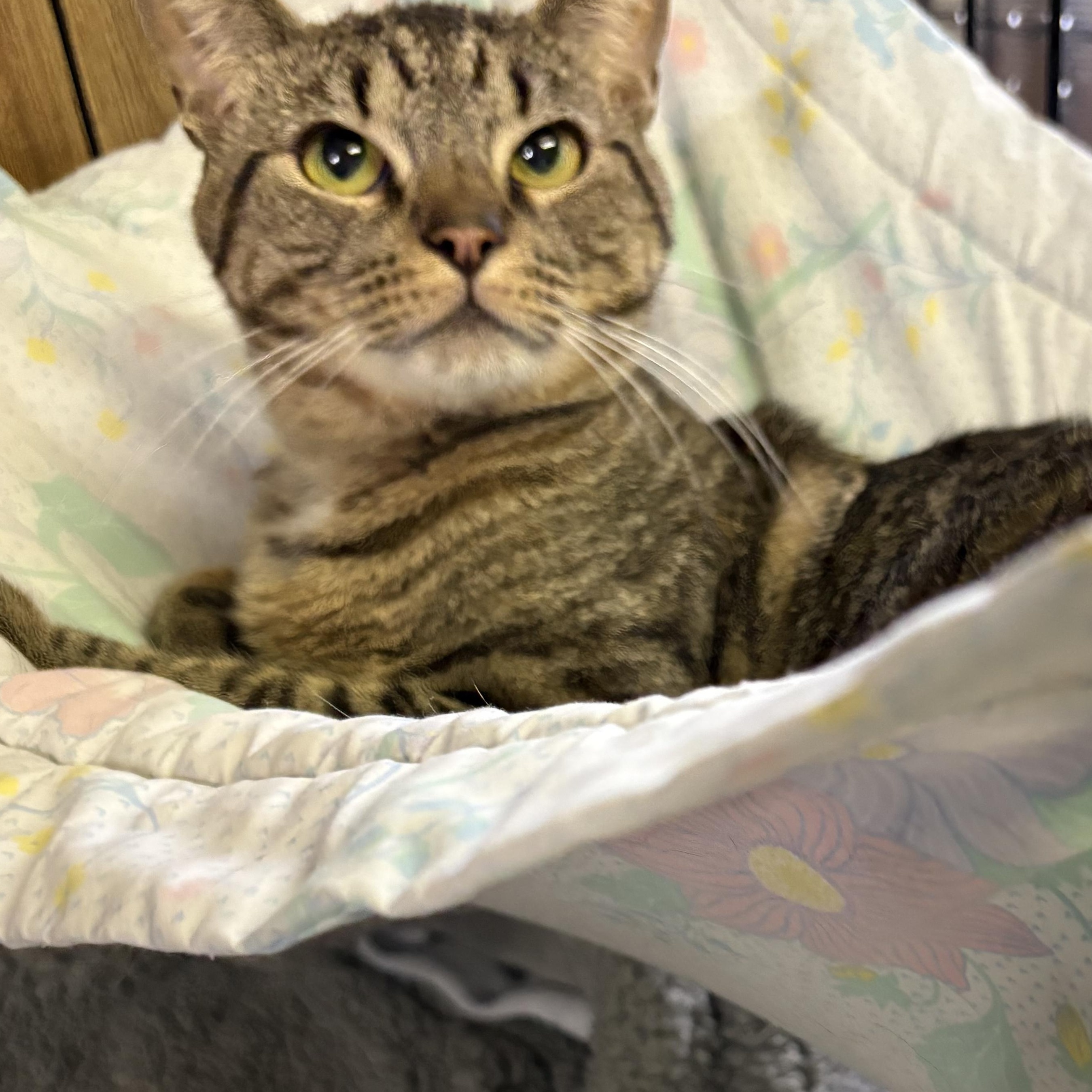 Patrick, a ADOPTABLE Tabby in Linden, NJ image 6/6