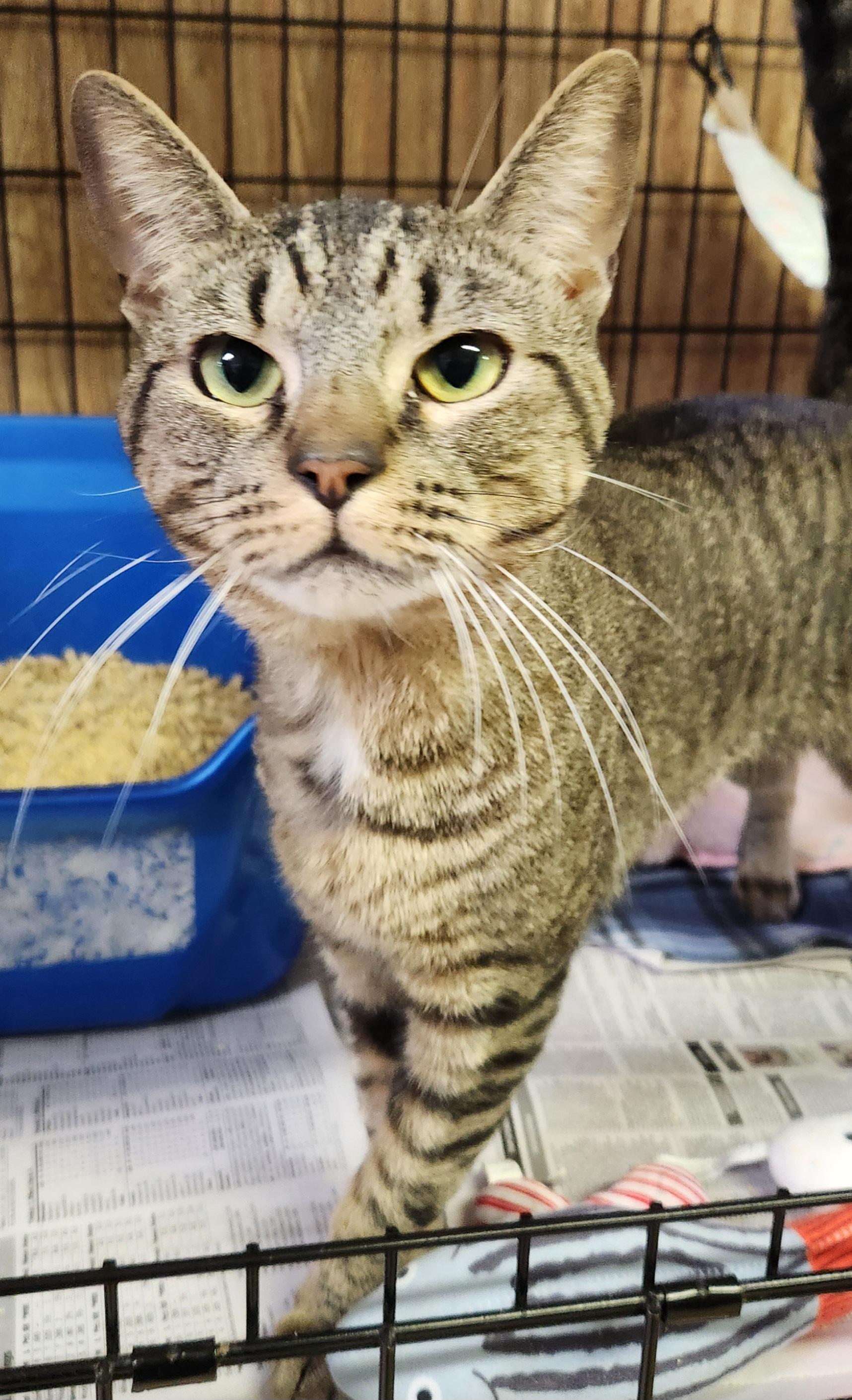 Patrick, ADOPTABLE, Young Male Tabby.