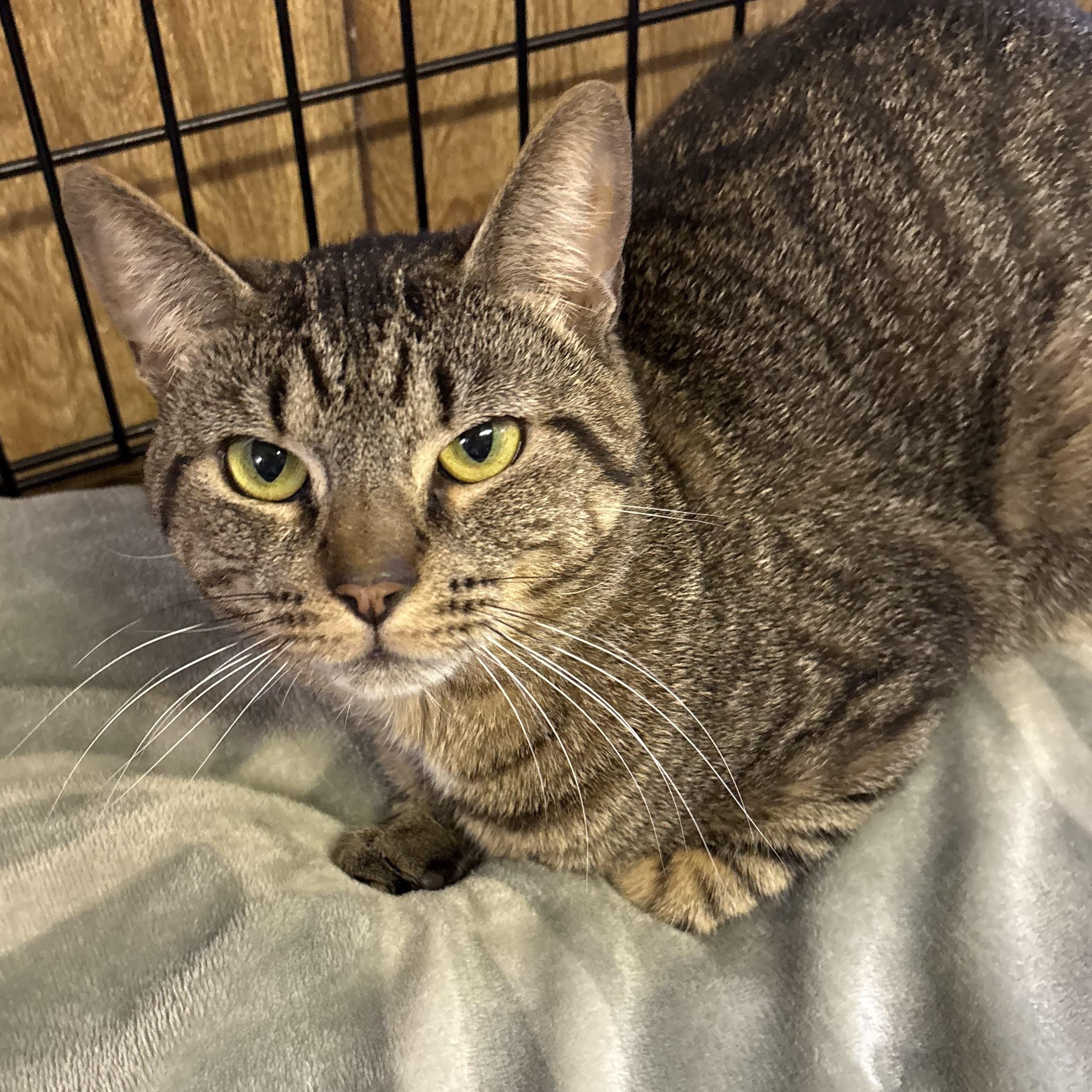 Patrick, a ADOPTABLE Tabby in Linden, NJ image 4/6