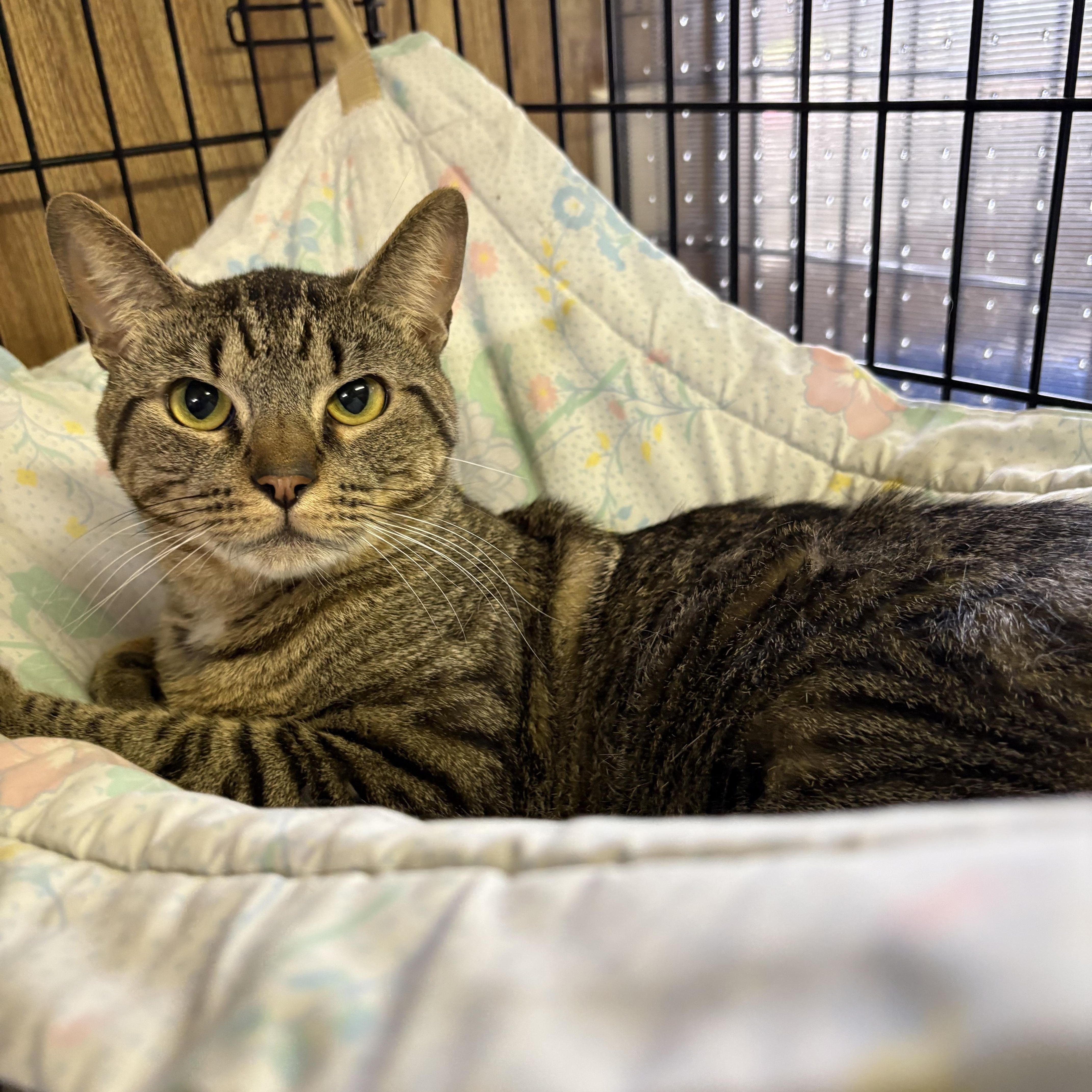 Patrick, a ADOPTABLE Tabby in Linden, NJ image 3/6