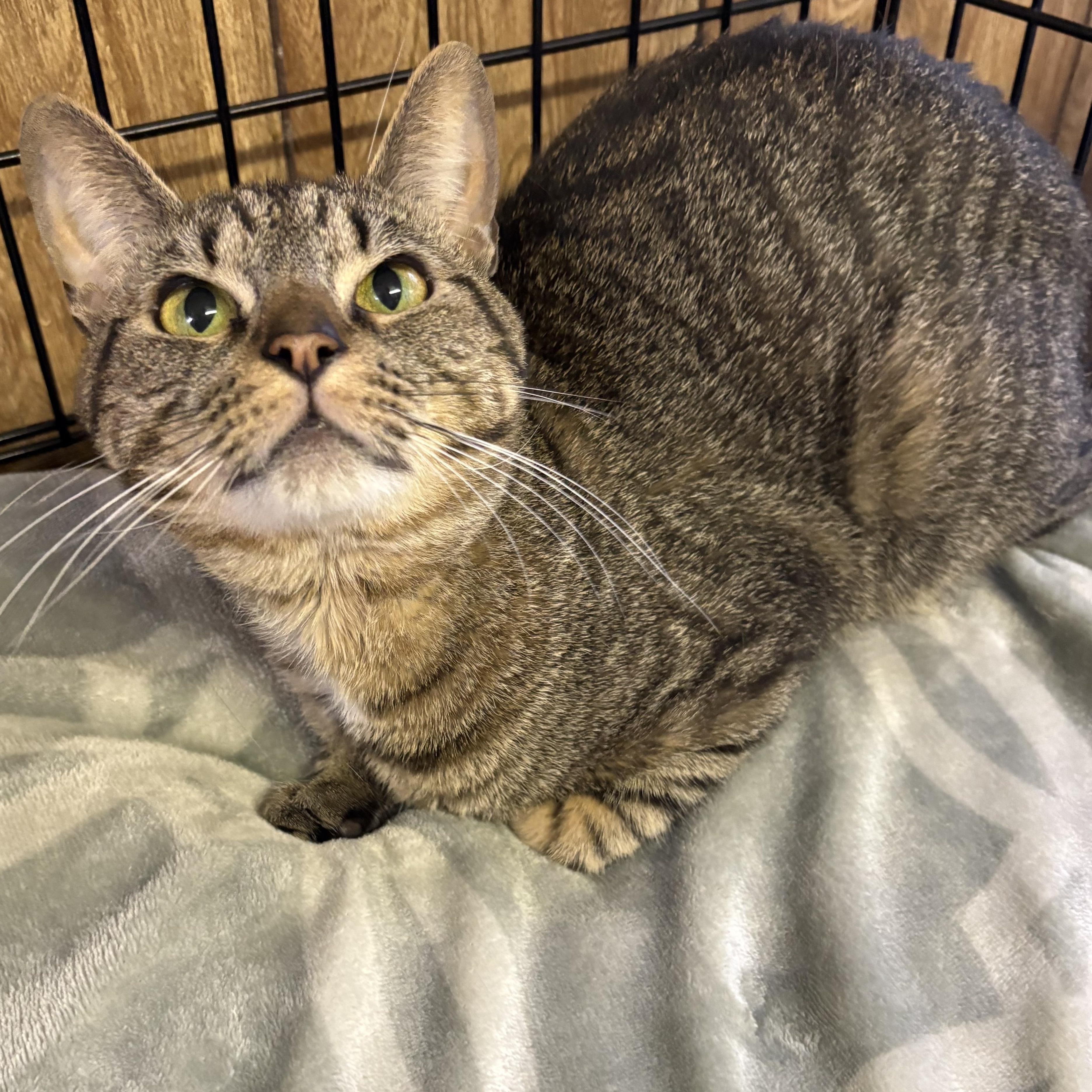 Patrick, a ADOPTABLE Tabby in Linden, NJ image 2/6