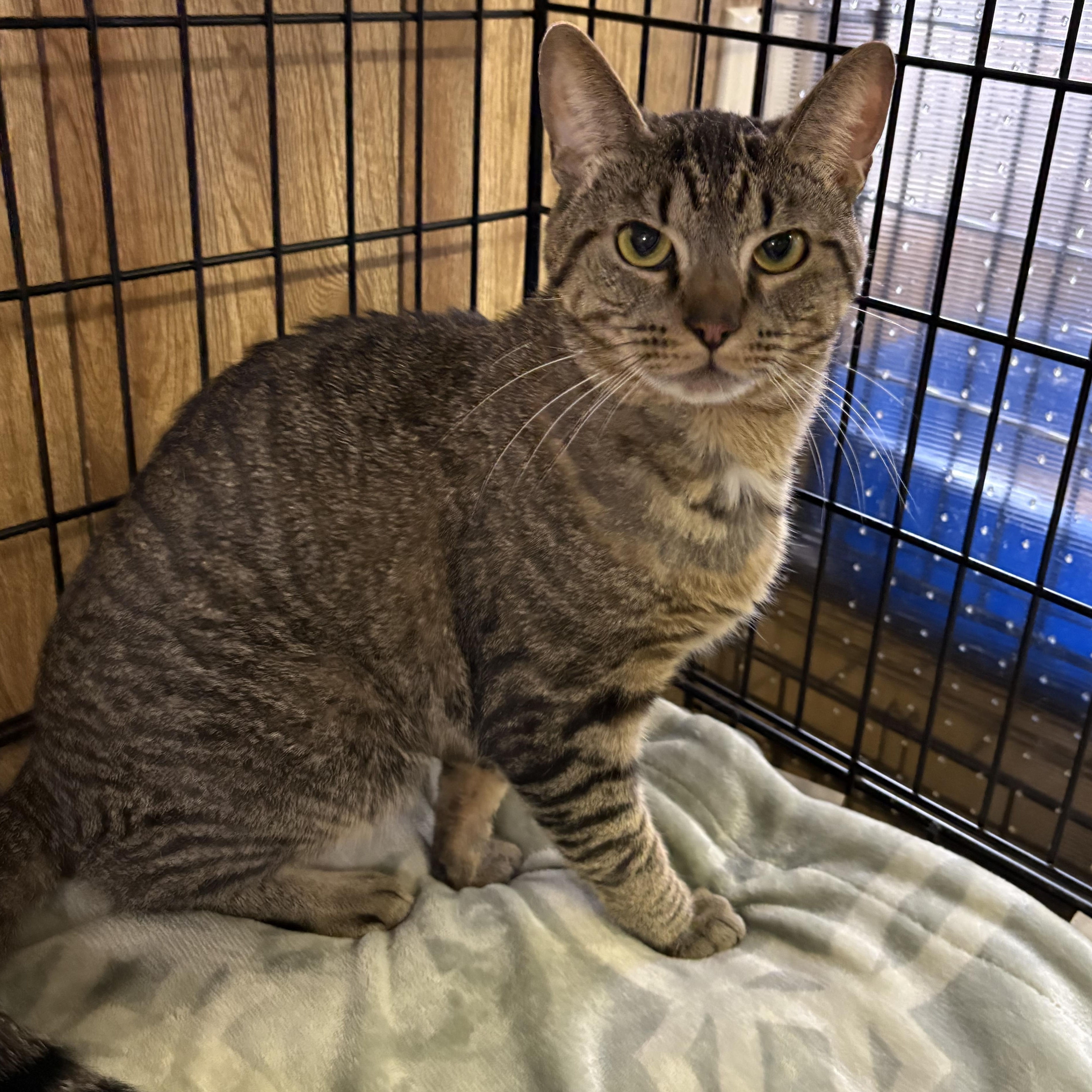 Patrick, a ADOPTABLE Tabby in Linden, NJ image 5/6