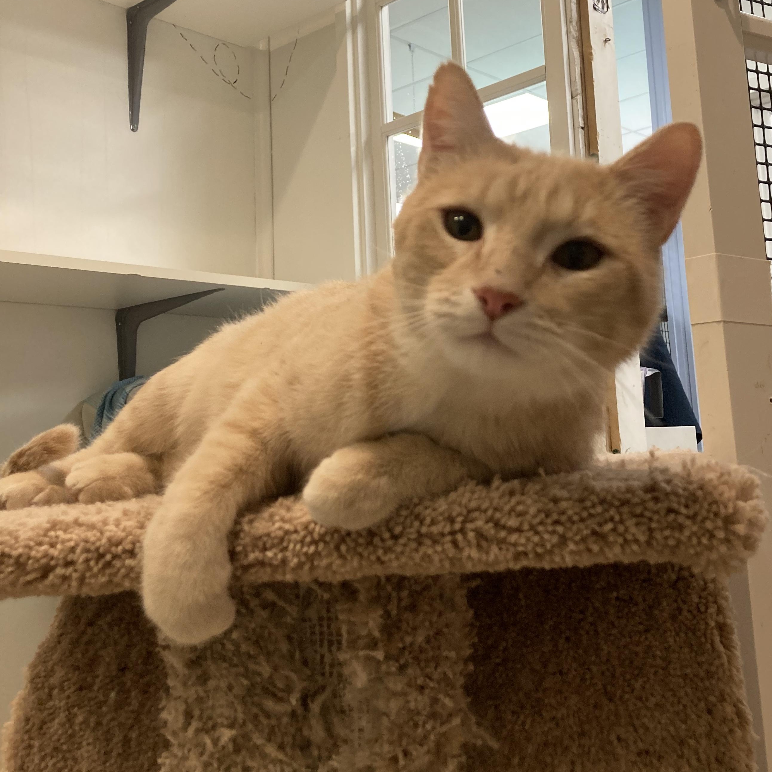 Spades *, Adult Male Domestic Short Hair