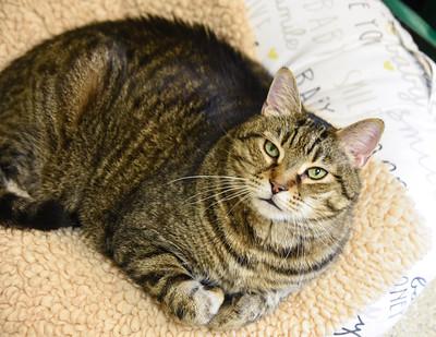 Baby, Adoptable, Senior Male Domestic Short Hair & Domestic Short Hair.