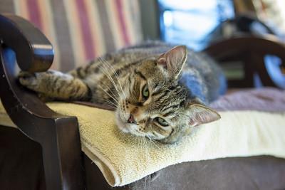 Enlarge Baby, a Adoptable Domestic Short Hair in Ringoes, NJ image 2/3