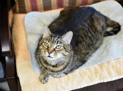 Enlarge Baby, a Adoptable Domestic Short Hair in Ringoes, NJ image 3/3