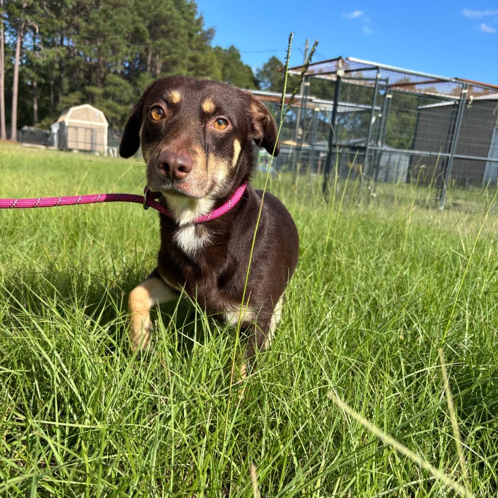 Enlarge Dylan, a Adoptable mixed breed in Hattiesburg, MS image 1/5