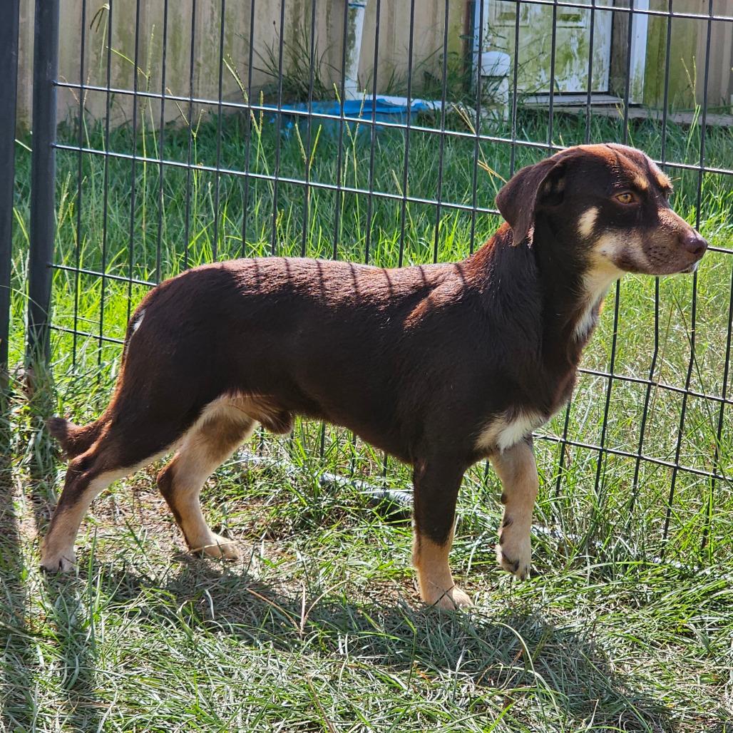 Enlarge Dylan, a Adoptable mixed breed in Hattiesburg, MS image 2/5
