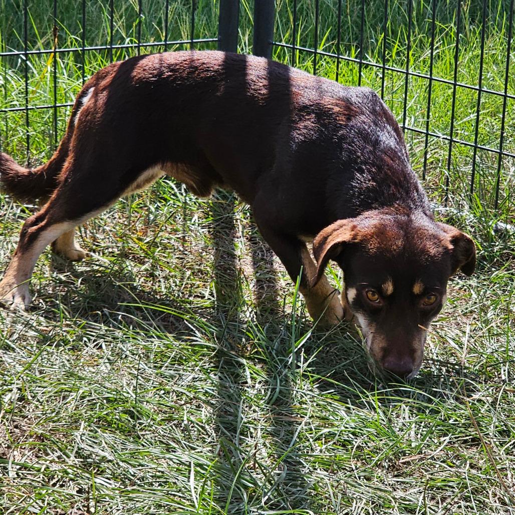 Enlarge Dylan, a Adoptable mixed breed in Hattiesburg, MS image 3/5