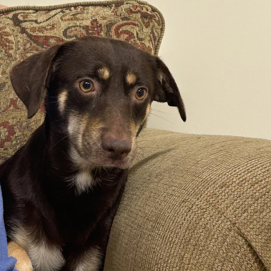 Enlarge Dylan, a Adoptable mixed breed in Hattiesburg, MS image 4/5