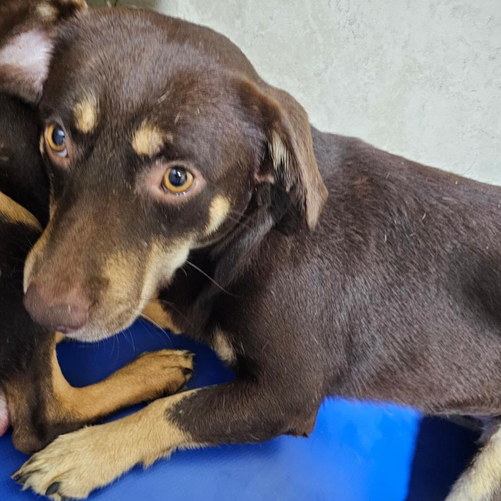 Enlarge Dylan, a Adoptable mixed breed in Hattiesburg, MS image 5/5