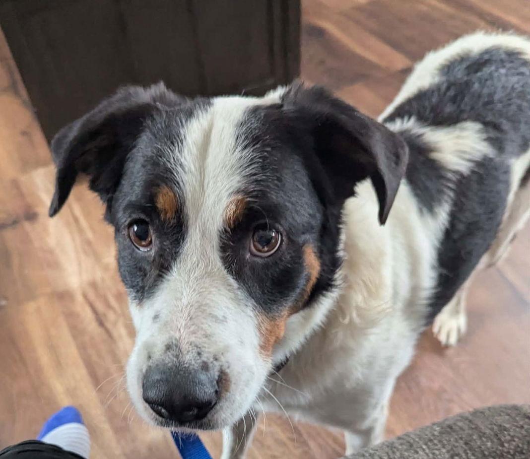 Enlarge Corey, a Adoptable Australian Shepherd in Grafton, WI image 1/3