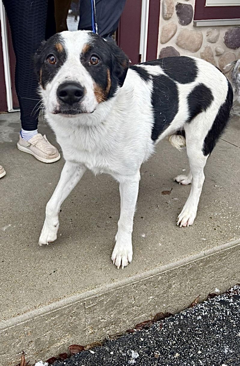 Enlarge Corey, a Adoptable Australian Shepherd in Grafton, WI image 2/3